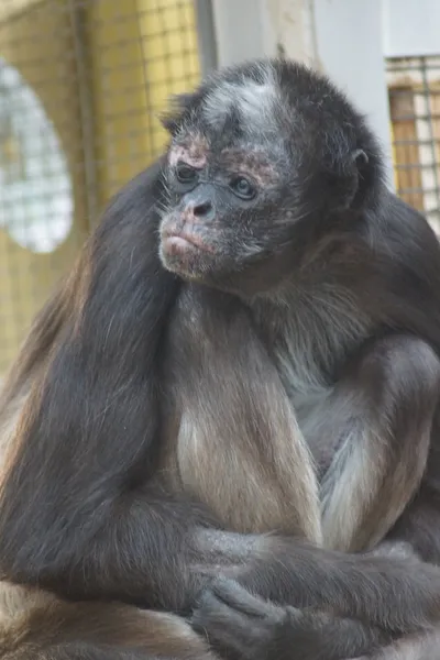 Bonte spinaap - ateles hybrida — Stockfoto