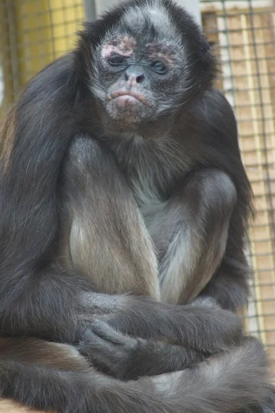 Alacalı spider monkey - ateles hybridus — Stok fotoğraf