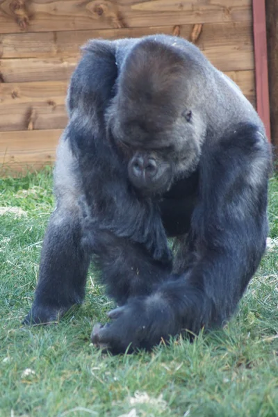 Westlicher Flachlandgorilla - Gorilla Gorilla Gorilla — Stockfoto