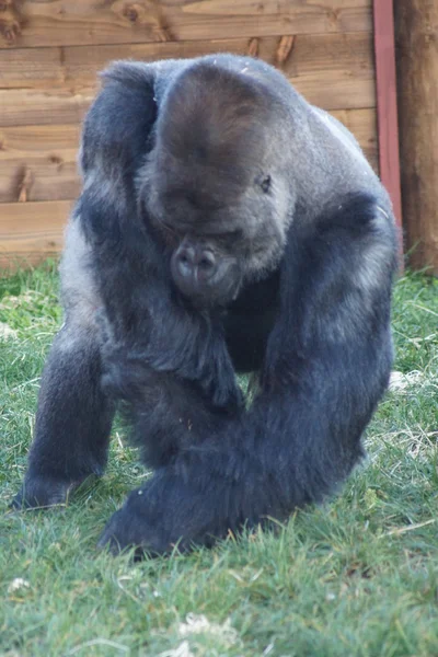 Batı ova goril - gorilla goril goril — Stok fotoğraf