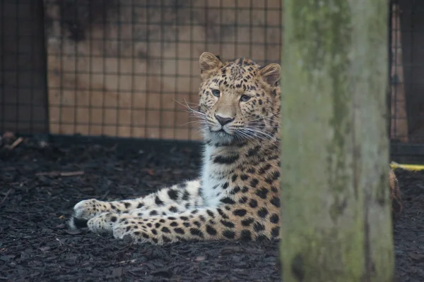 Amur Leopardo - Panthera pardus orientalis — Fotografia de Stock