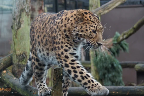 Amur Leopard - Panthera pardus orientalis — Stock Photo, Image