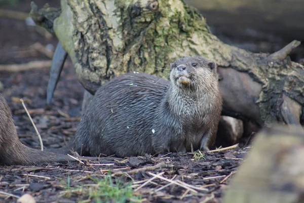 Asiatischer Kurzkrallenotter - aonyx cinerea — Stockfoto