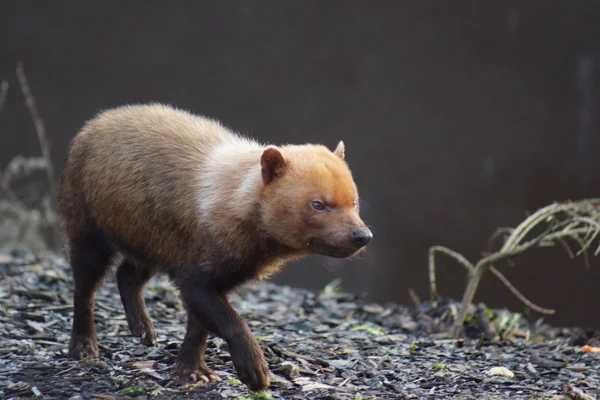 Bush hund - speothos venaticus — Stockfoto