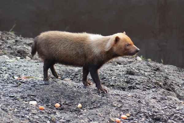 Perro - speothos venaticus —  Fotos de Stock