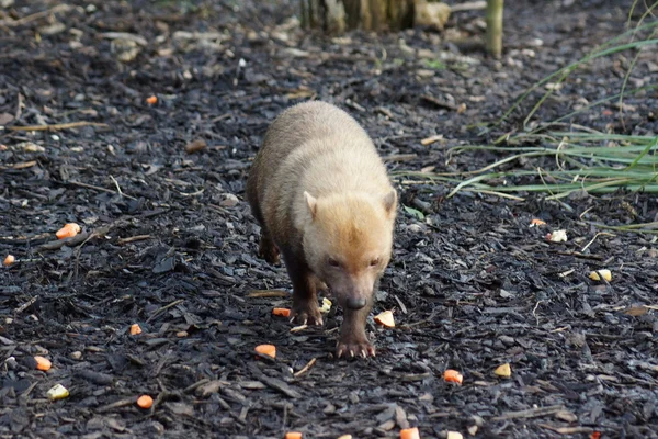 Bush Dog - Speothos venaticus — Stok fotoğraf