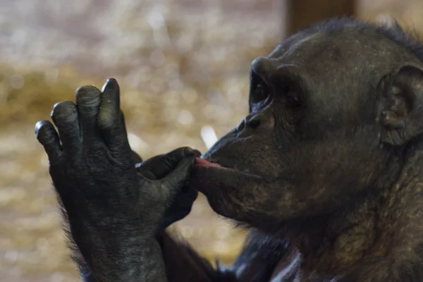 Common Chimpanzee - Pan troglodytes — Stock Photo, Image