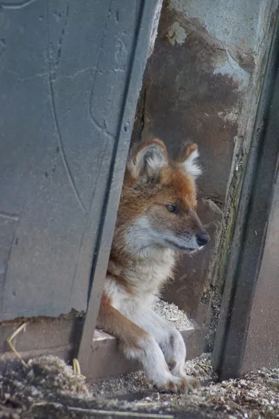 Dhole - Cuon alpinus — Fotografia de Stock