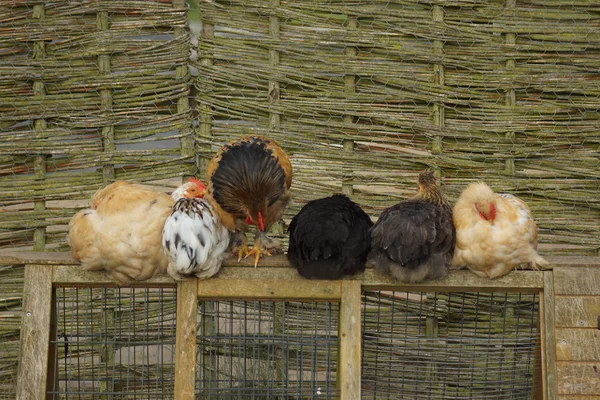 Huhn - Gallus gallus — Stockfoto