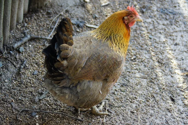 Chicken - Gallus gallus — Stock Photo, Image