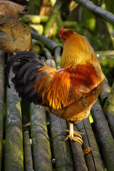 Chicken - Gallus gallus — Stock Photo, Image