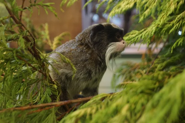 Emperor Tamarin - Saguinus imperator — Stock Photo, Image