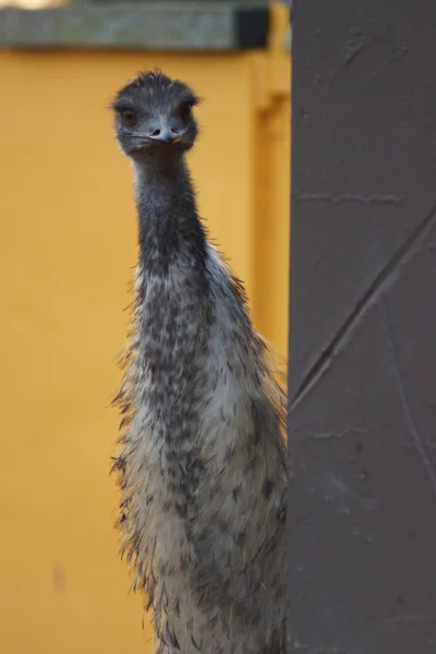 EMU - emoes novaehollandiea — Stockfoto