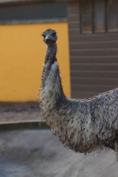 EMU - Dromaius novaehollandiea — Stockfoto