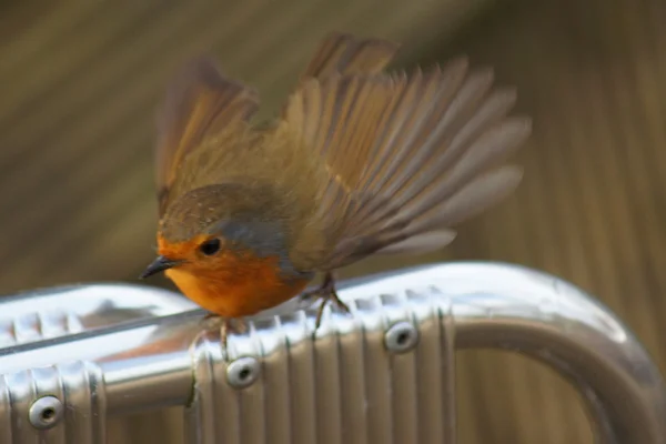 Avrupa bülbülü - Erithacus rubecula — Stok fotoğraf