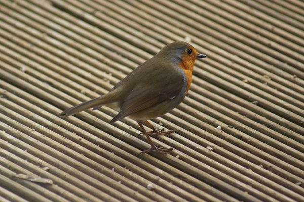 Avrupa bülbülü - Erithacus rubecula — Stok fotoğraf