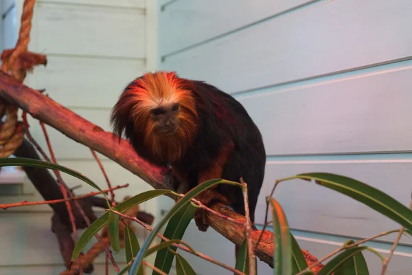 Kultapäinen leijona tamariini - Leontopithecus chrysomelas — kuvapankkivalokuva