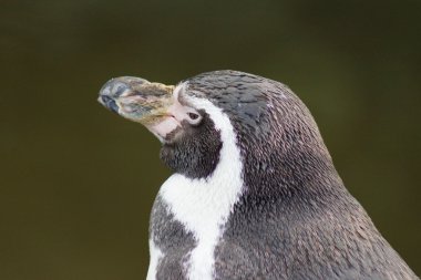 Humboldt pengueni - spheniscus humboldti