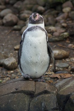 Humboldt pengueni - spheniscus humboldti