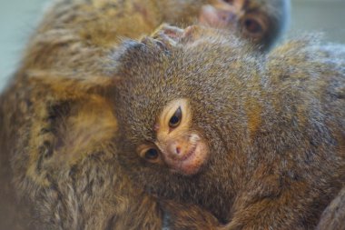Pigme marmoset - cebuella pygmaea