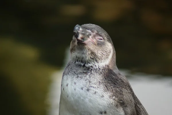 Pinguim-de-Humboldt - Spheniscus humboldti — Fotografia de Stock