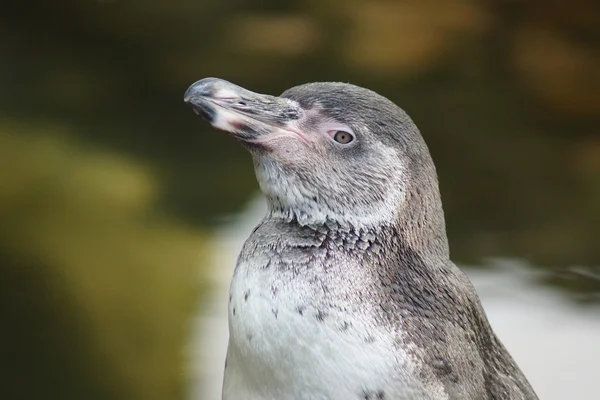 Pingüino de Humboldt - Spheniscus humboldti — Foto de Stock