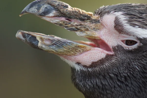 Angry Humboldt Penguin - Spheniscus humboldti — Stock Photo, Image