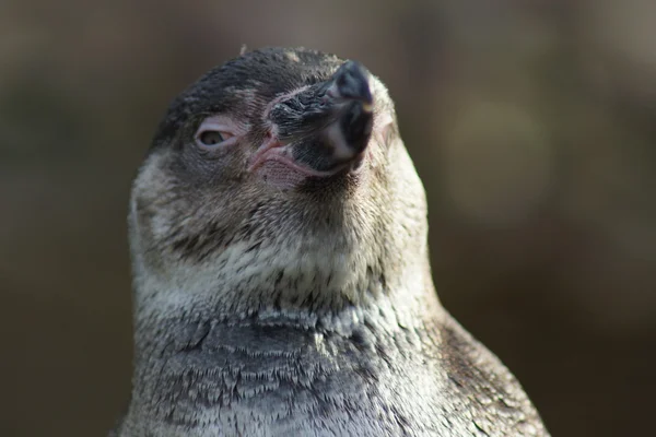 Humboldt-Pinguin - spheniscus humboldti — Stockfoto