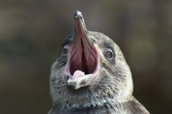 Rozzlobený tučňák Humboldtův - spheniscus humboldti — Stock fotografie