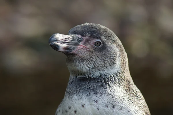 Pingüino de Humboldt - Spheniscus humboldti — Foto de Stock