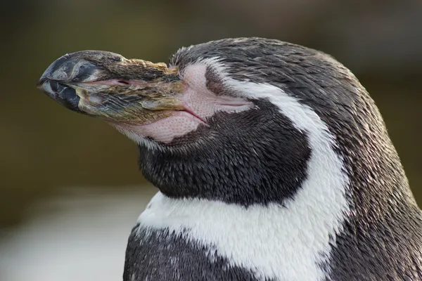 フンボルト ペンギン - 年繁殖学 — ストック写真