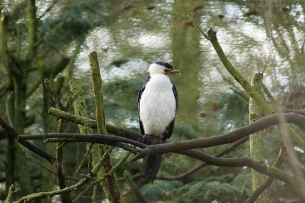 Pequeño Cormorán Pied - Microcarbo melanoleucos —  Fotos de Stock