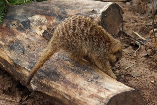 Meerkat - Suricata suricatta — Zdjęcie stockowe