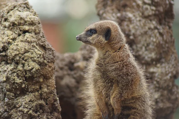 Meerkat - Suricata suricatta — Fotografia de Stock