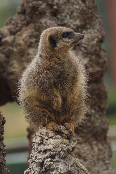 Meerkat - Suricata suricatta — Φωτογραφία Αρχείου