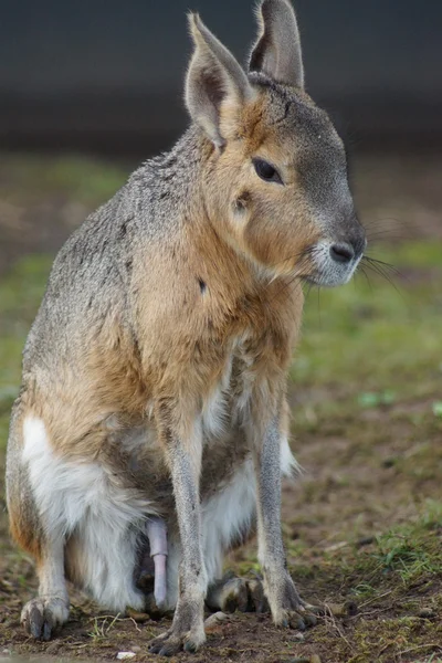 Patagonian Mara - Dolichotis patagonum — Stock Photo, Image