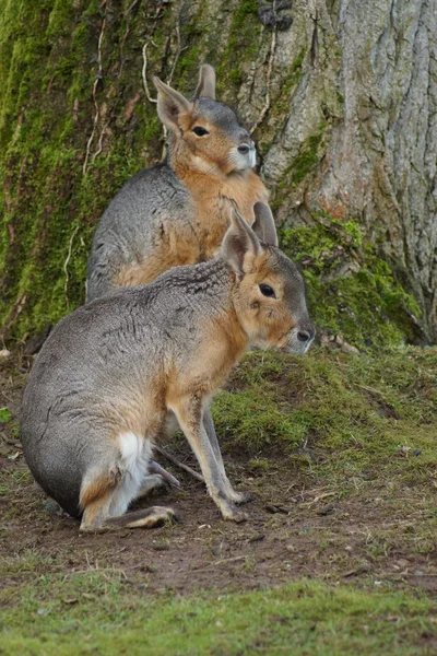 Patagonische mara - dolichotis patagonum — Stockfoto