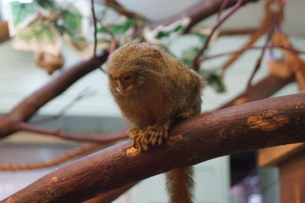 Pigmejka - cebuella pygmaea — Zdjęcie stockowe