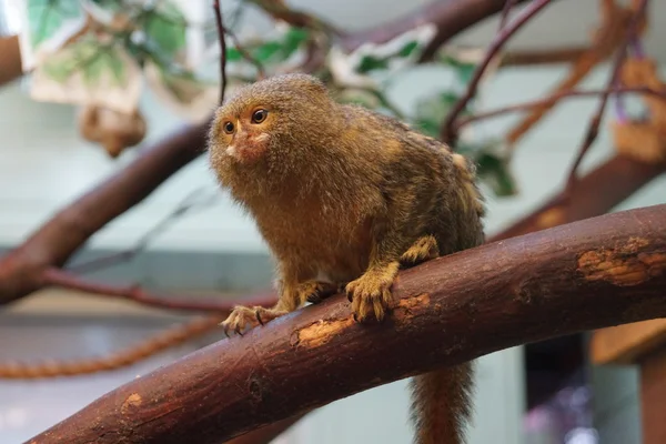 Pigmejka - cebuella pygmaea — Zdjęcie stockowe