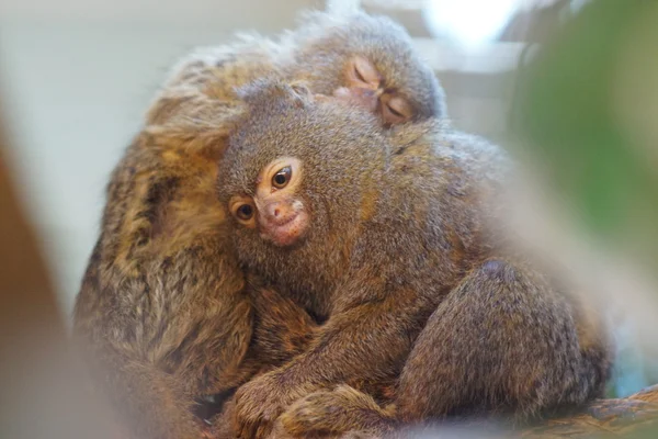 Pigme marmoset - cebuella pygmaea — Stok fotoğraf