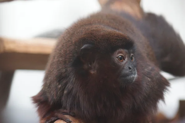 Rode titi aap - callicebus cupreus — Stockfoto