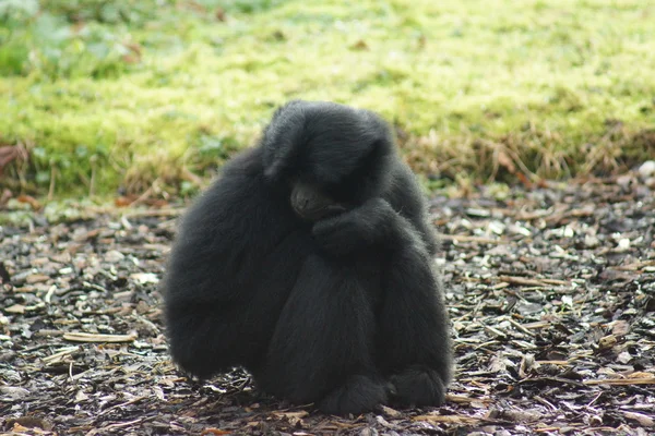 Siamang - Symphalangus syndacty. — стоковое фото