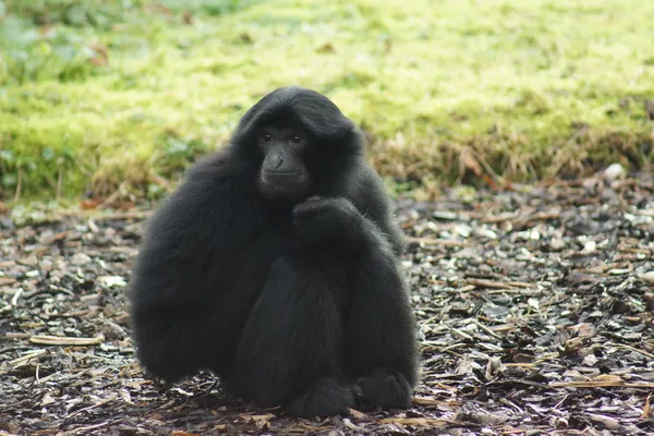 Siamang - Symphalangus syndactylus — Stok fotoğraf