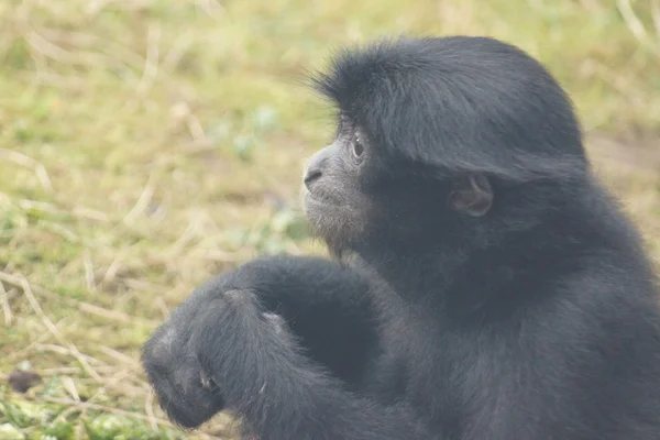 Siamang - Symphalangus syndactylus — стокове фото