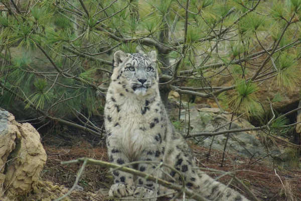 Leopardo de las Nieves - Pantheria uncia — Foto de Stock