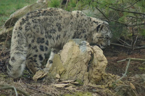 Kar leopar - pantheria uncia — Stok fotoğraf