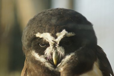 Bozkır baykuş - pulsatrix perspicillata