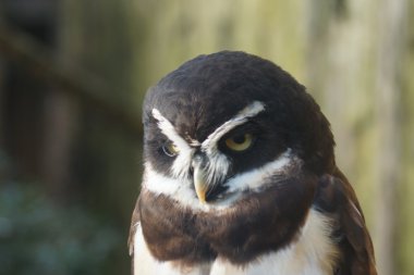 Bozkır baykuş - pulsatrix perspicillata