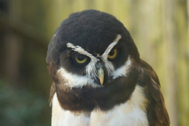 Bozkır baykuş - pulsatrix perspicillata