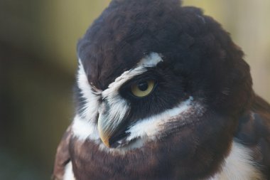 Bozkır baykuş - pulsatrix perspicillata